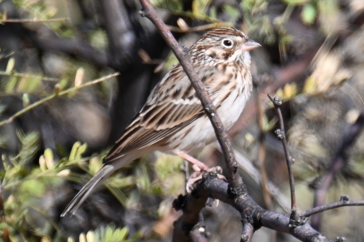 Vesper Sparrow - Kenneth Franklin