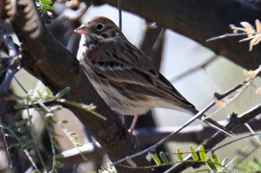 Vesper Sparrow - ML391233221