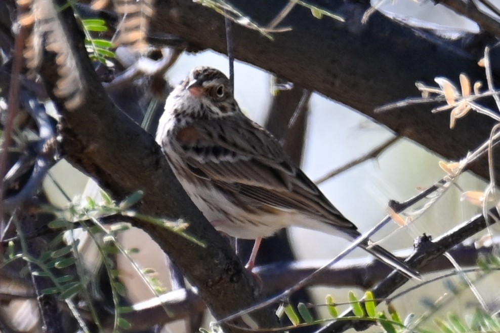 Vesper Sparrow - Kenneth Franklin