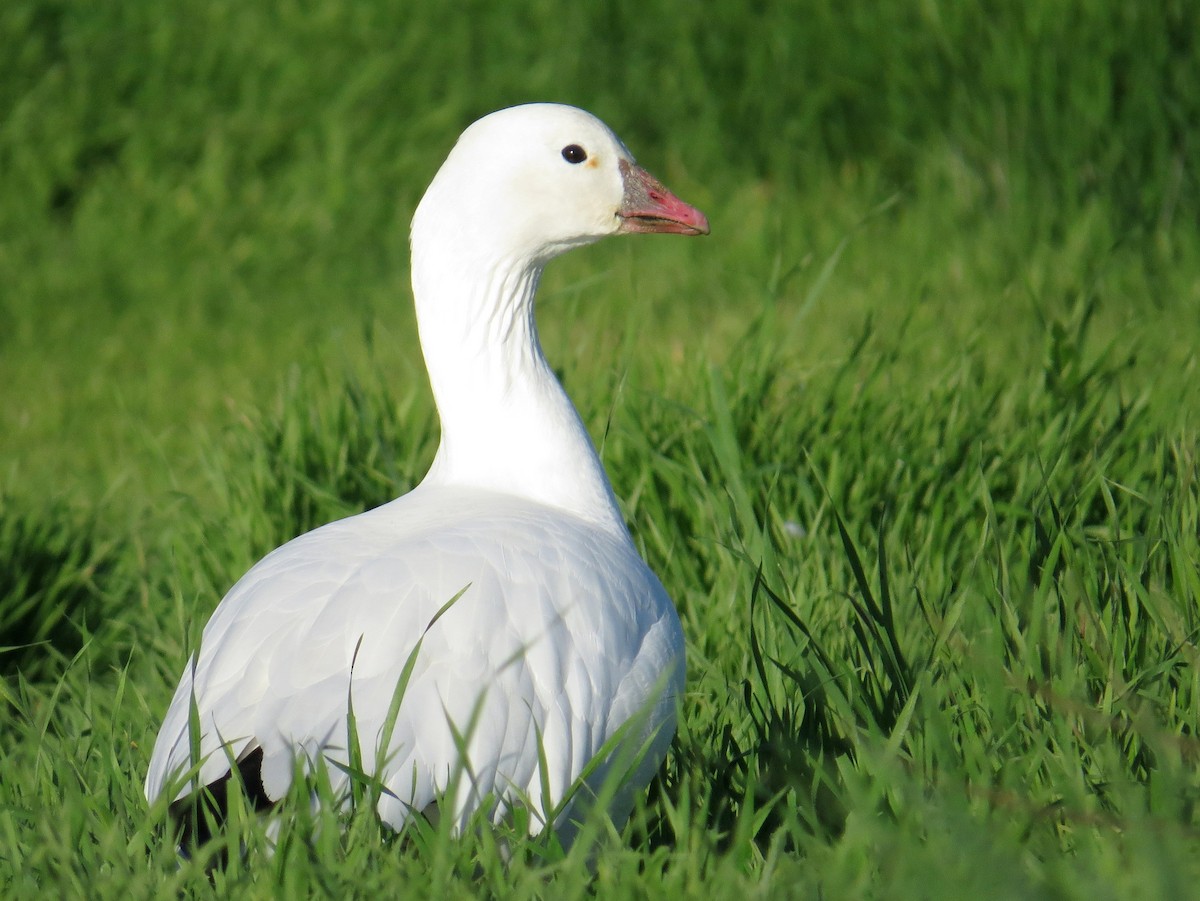 Ross's Goose - ML391233541