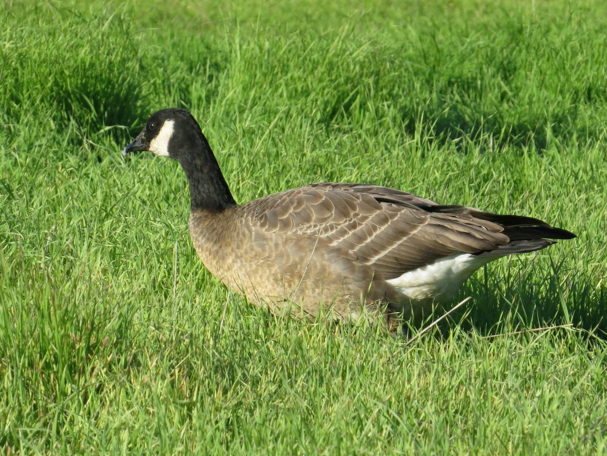 Cackling Goose - ML391233551