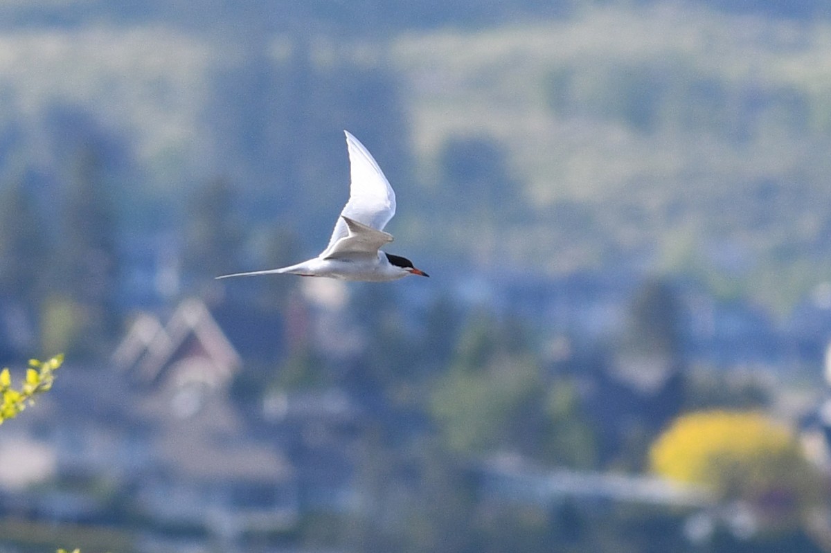 Forster's Tern - ML391233611