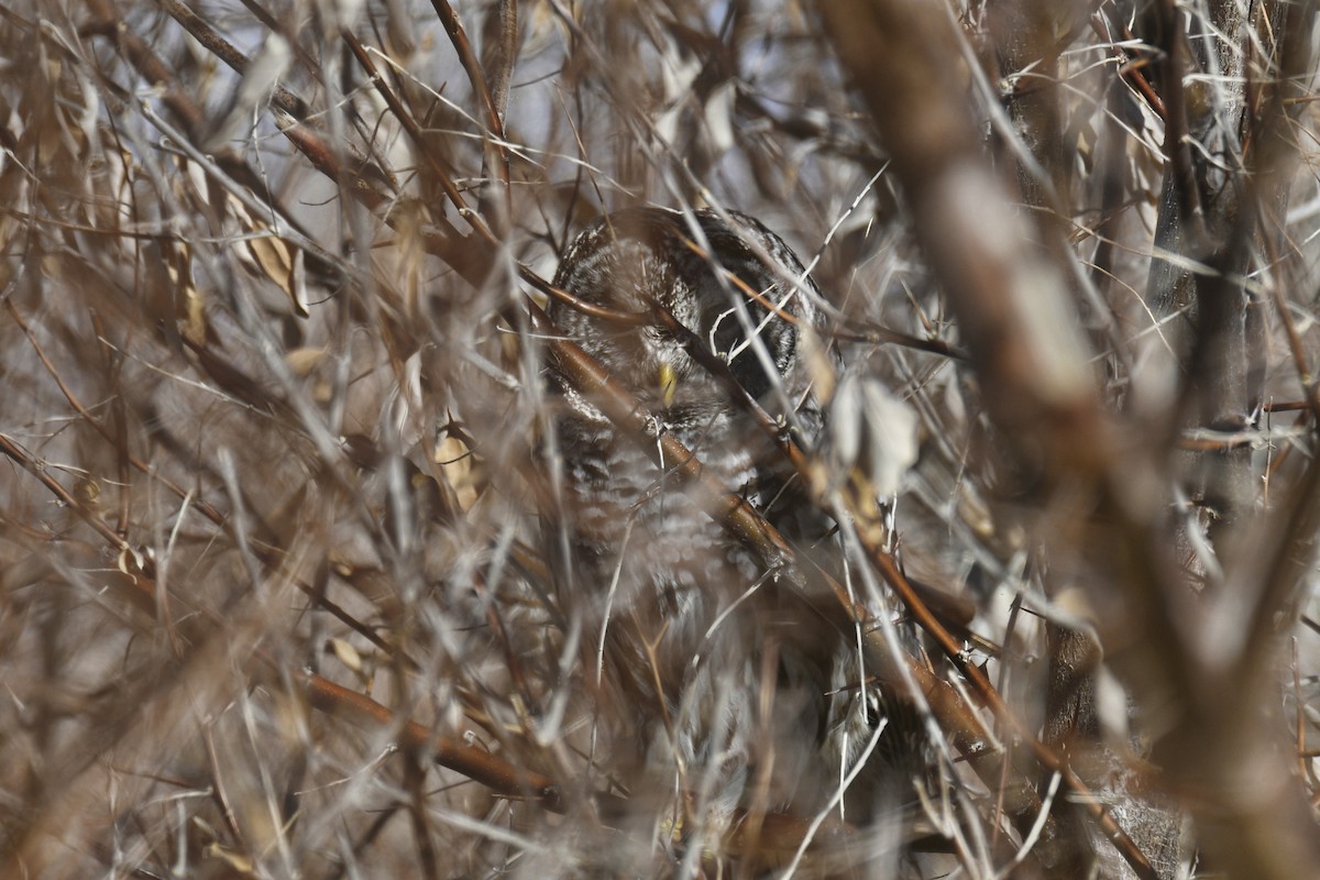 Barred Owl - ML391234211