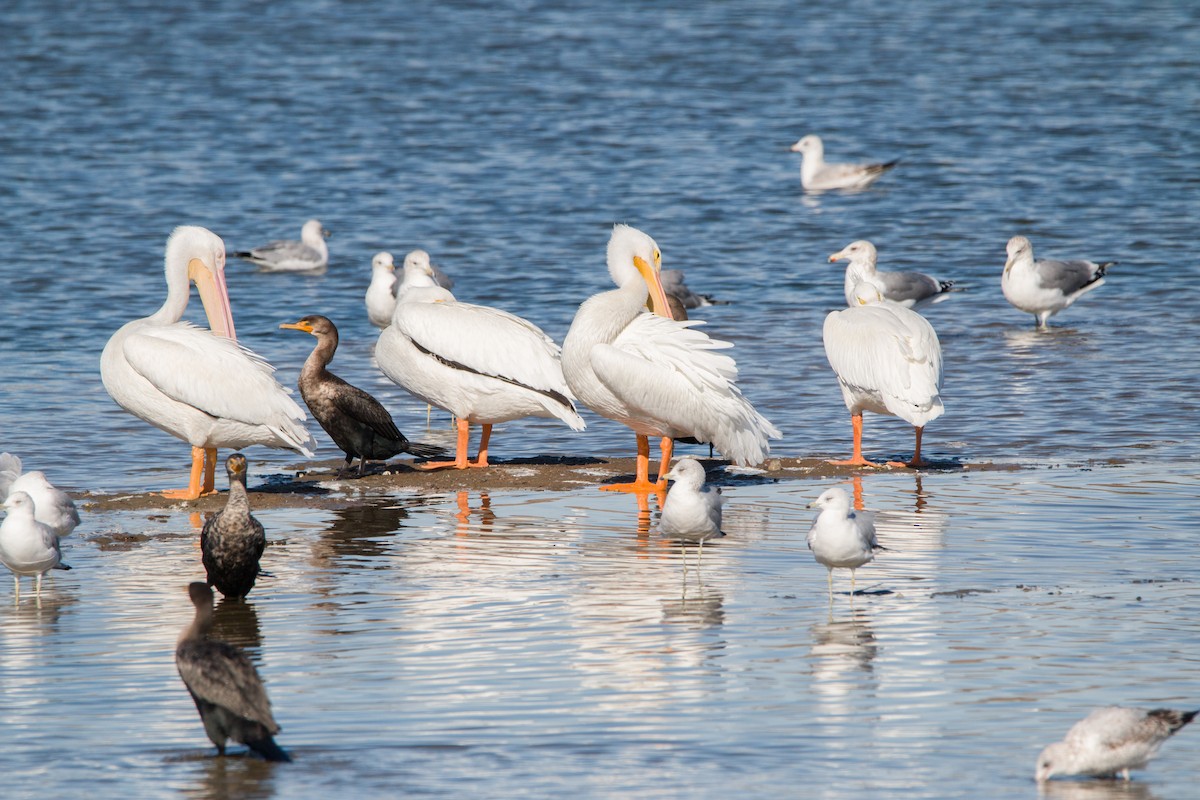 American White Pelican - ML391235351