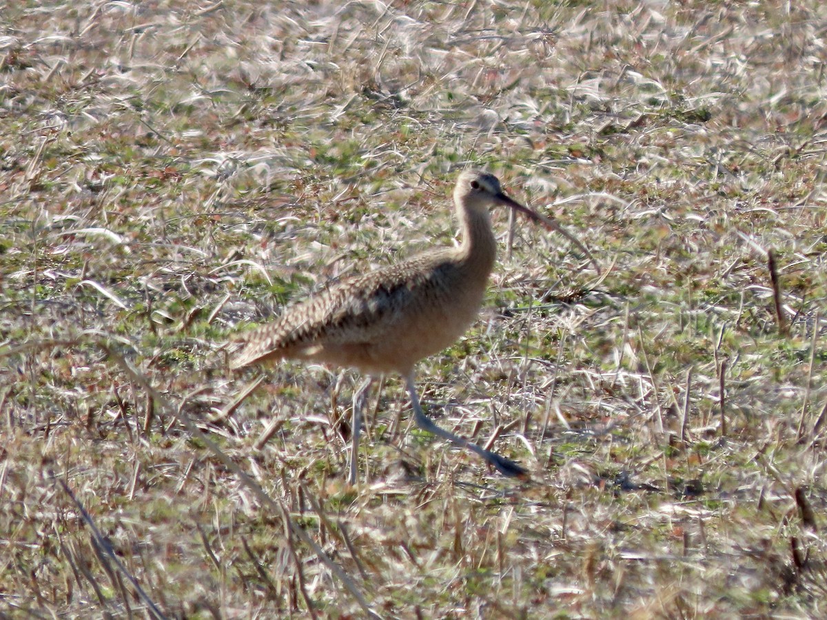 Long-billed Curlew - ML391237591