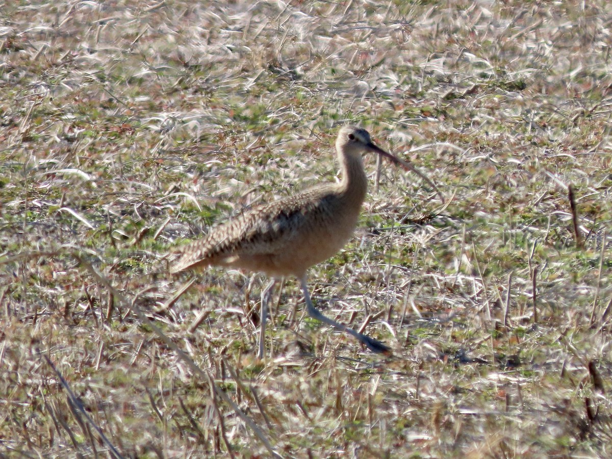 Rostbrachvogel - ML391237591