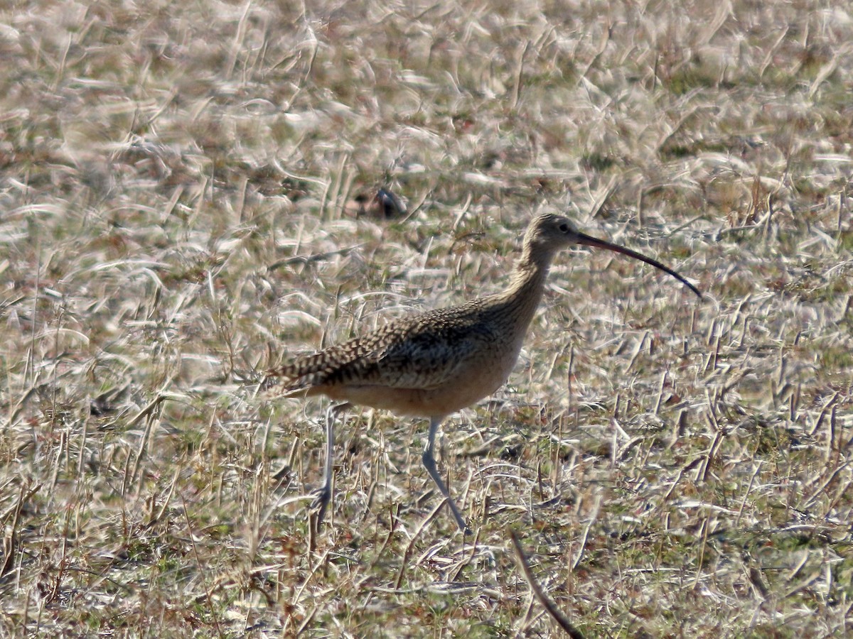 Long-billed Curlew - ML391237601