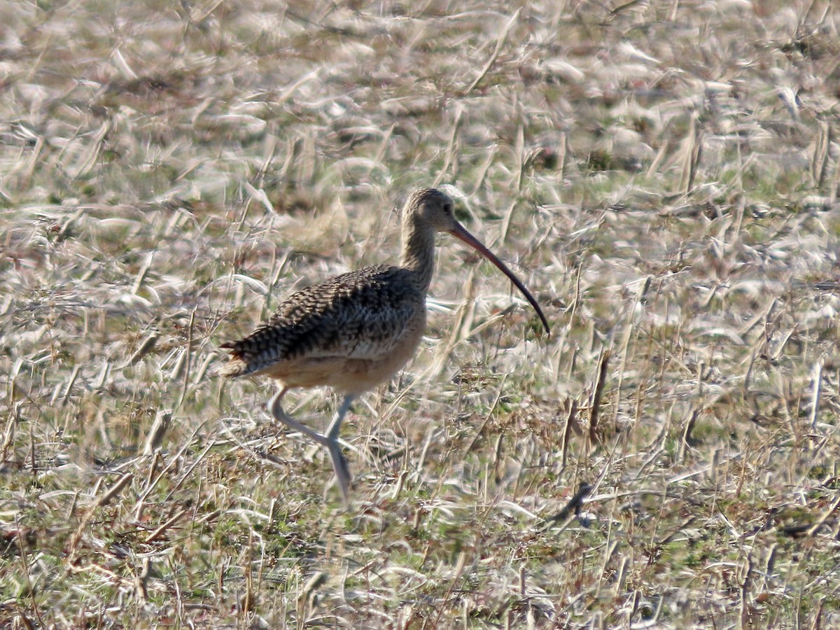 Long-billed Curlew - ML391237611