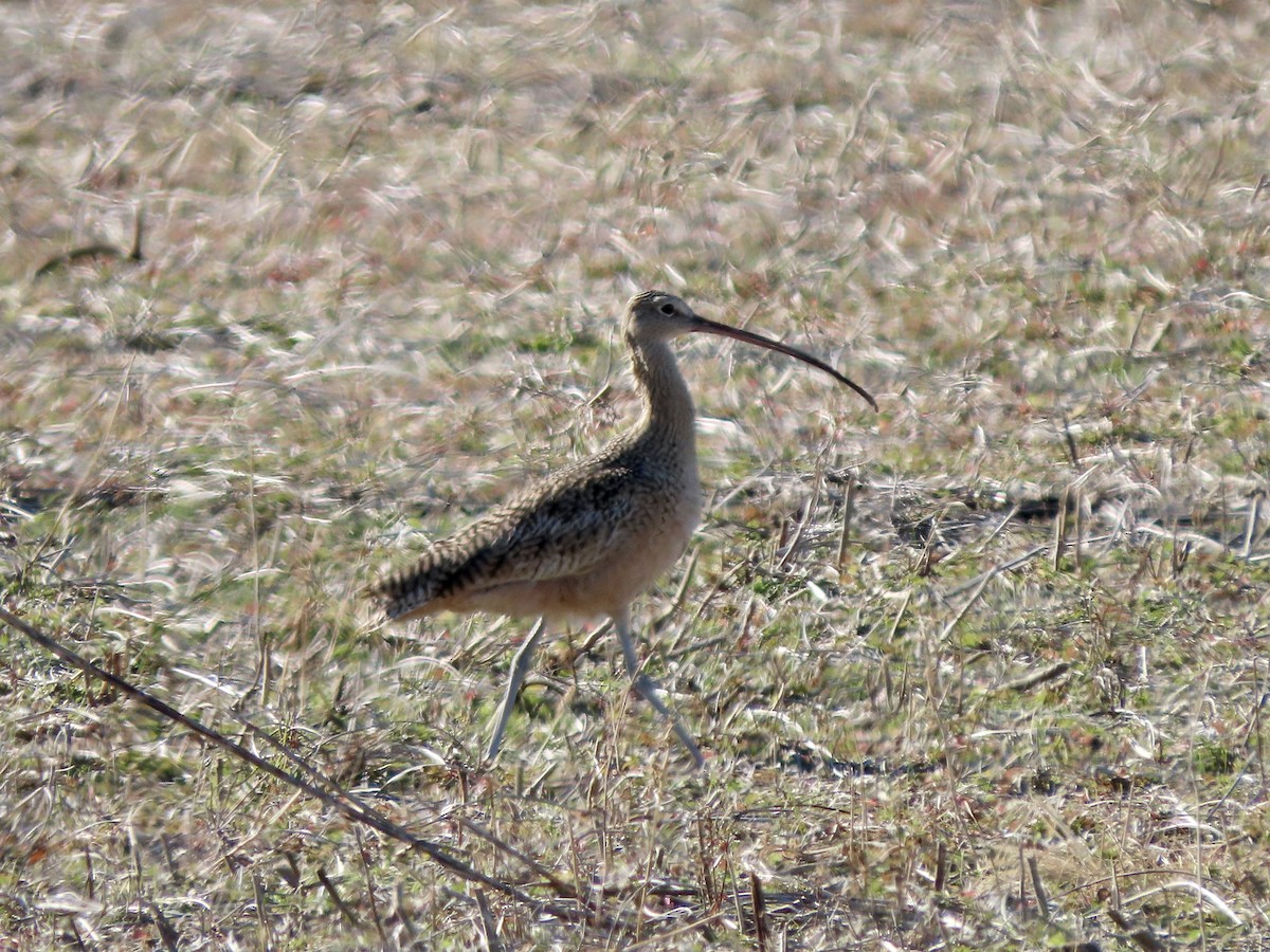 Long-billed Curlew - ML391237621