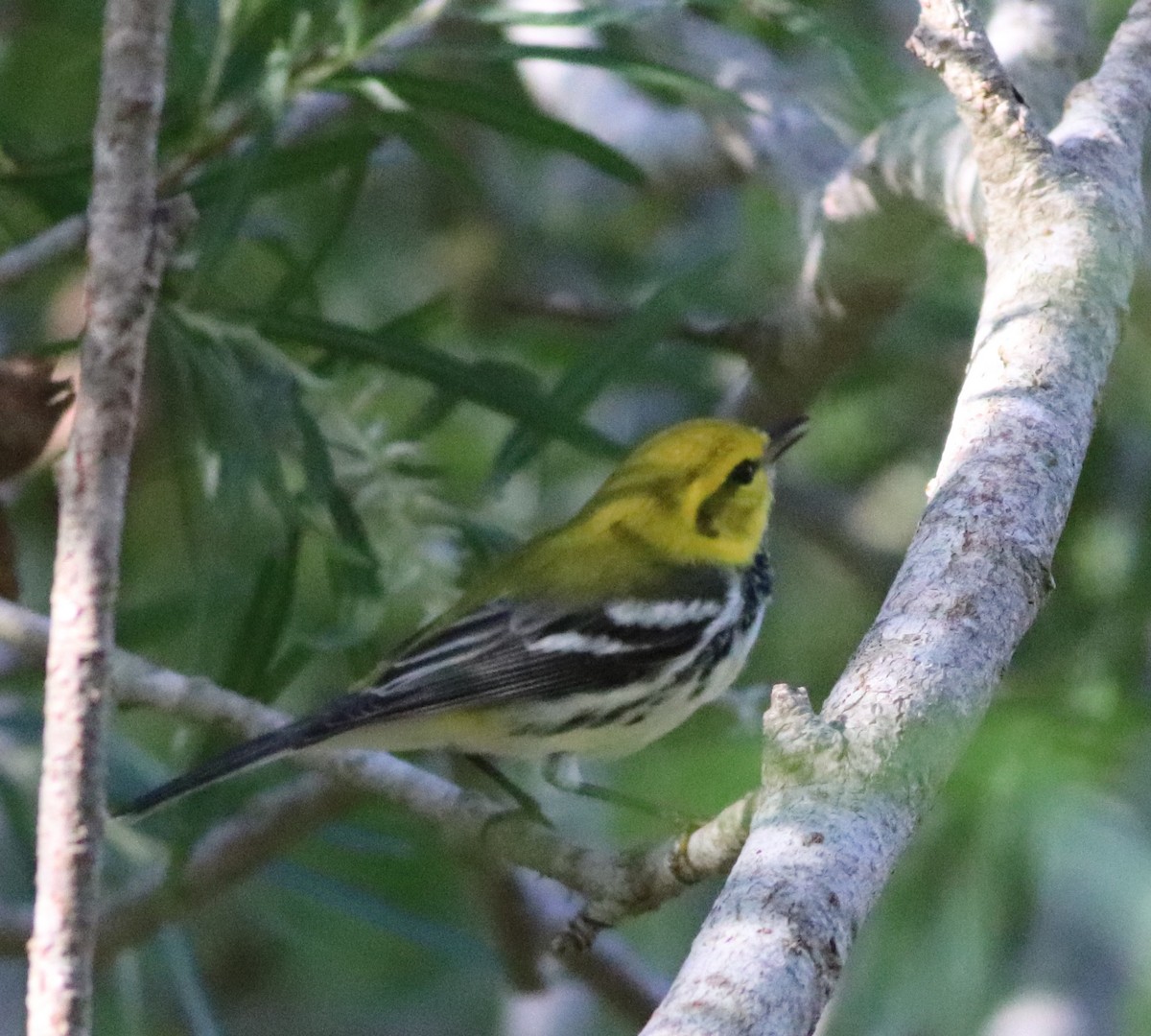 Black-throated Green Warbler - ML391238041