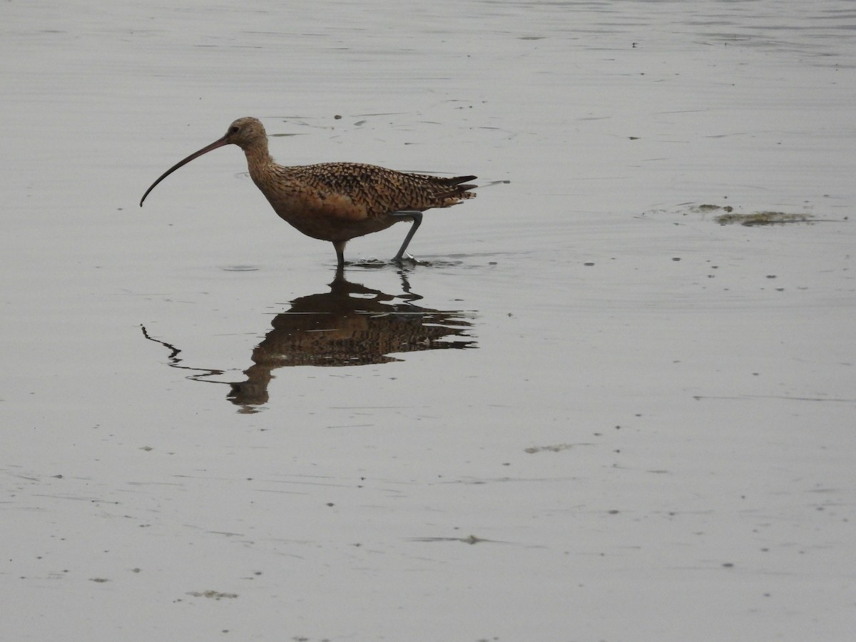 Long-billed Curlew - ML391241091
