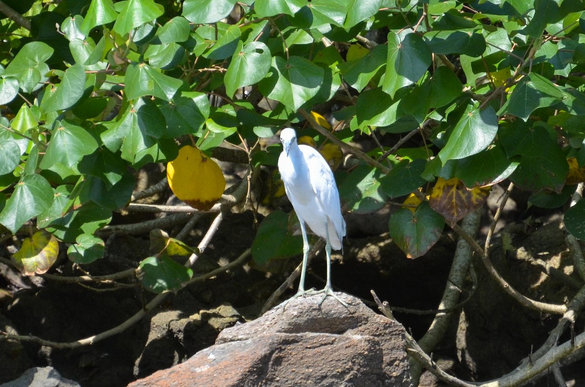 Little Blue Heron - ML391243071