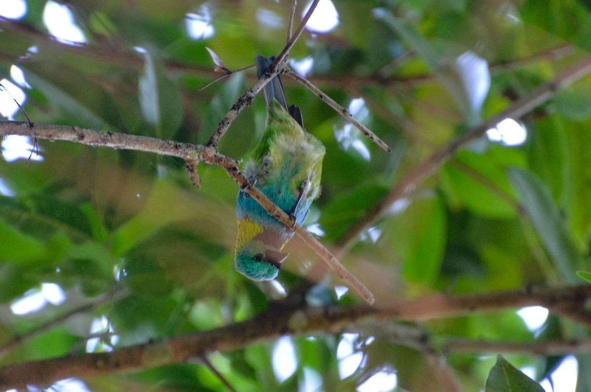 Green-headed Tanager - ML391243081