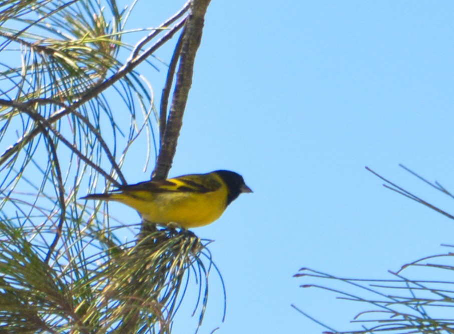 Hooded Siskin - João Gava Just