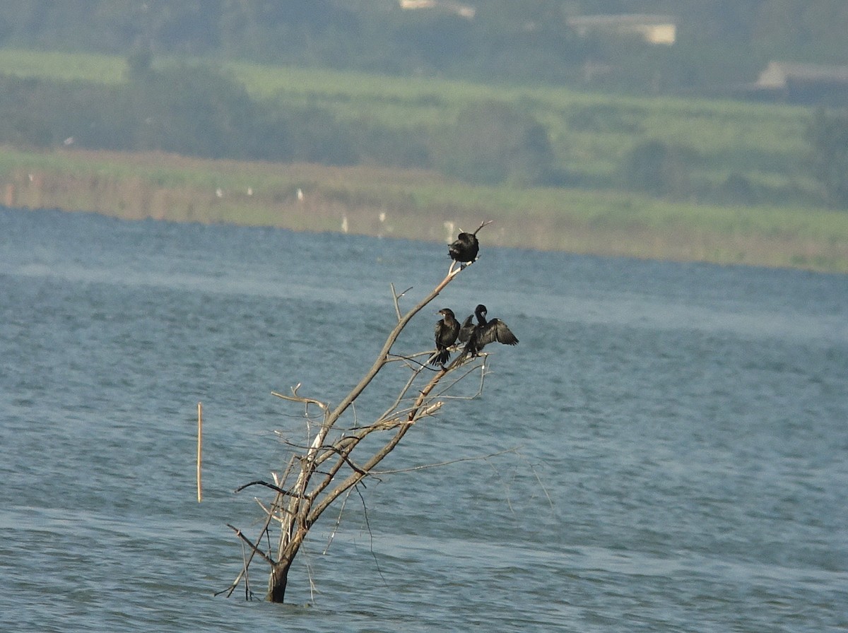 Indian Cormorant - Stephen Chang