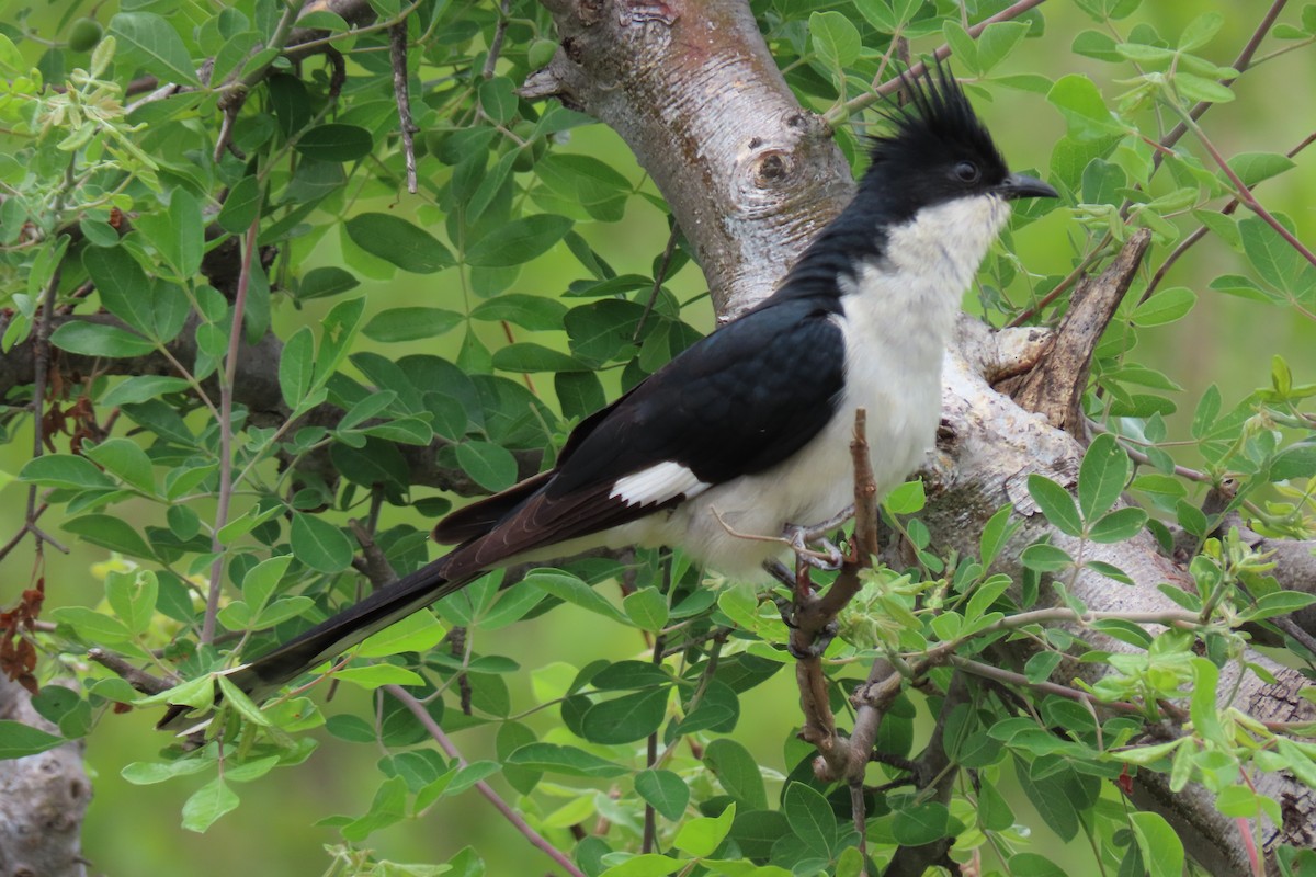 Pied Cuckoo - ML391245801