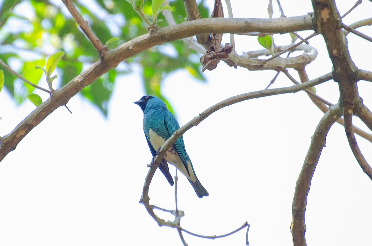 Swallow Tanager - ML391246201