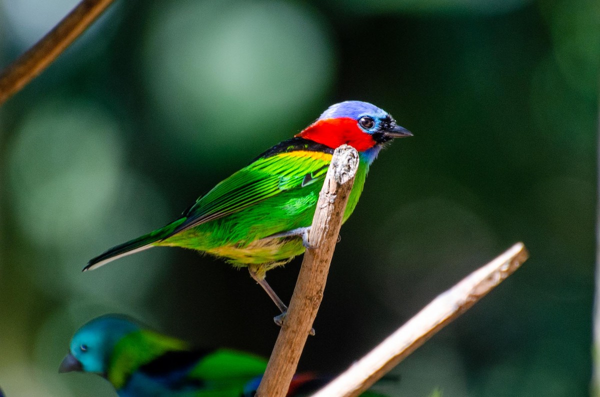 Red-necked Tanager - ML391246231
