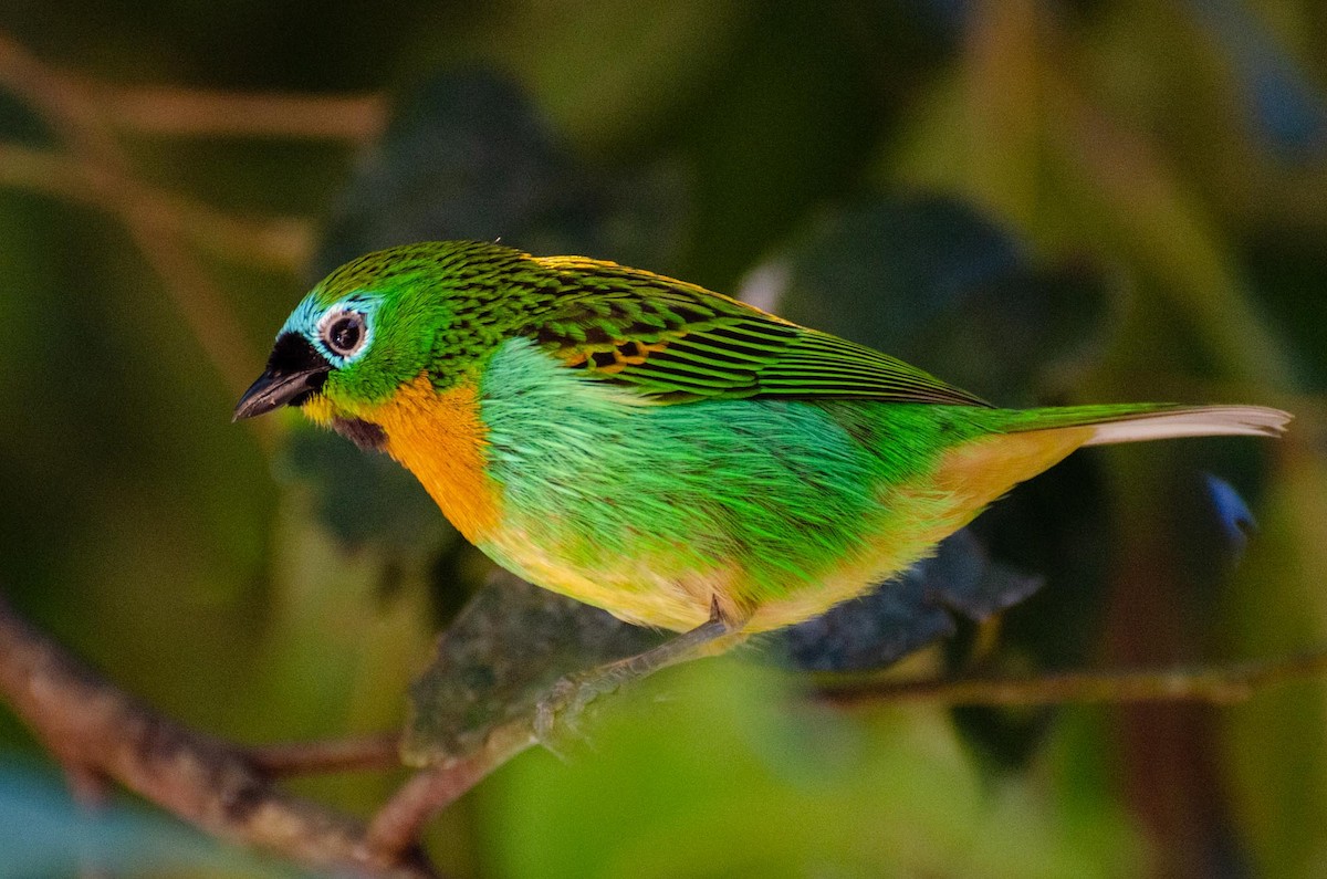 Brassy-breasted Tanager - ML391246251