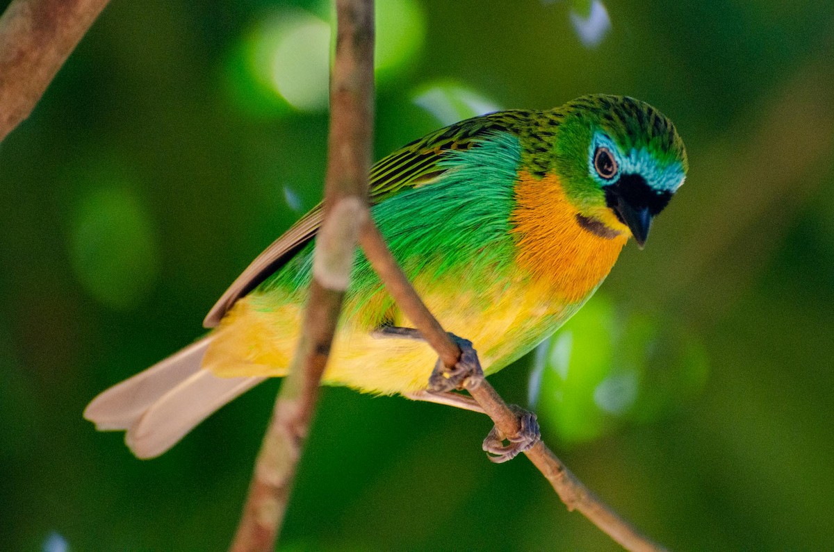 Brassy-breasted Tanager - ML391246261