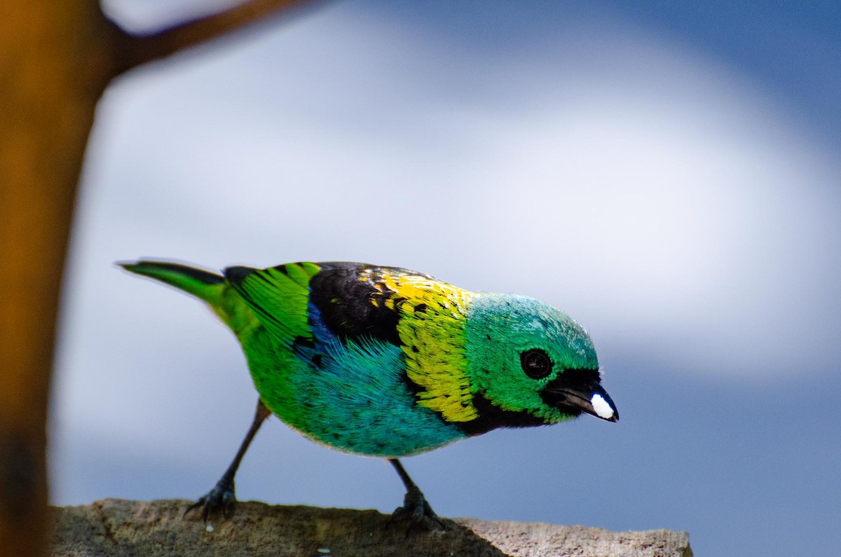 Green-headed Tanager - ML391246301