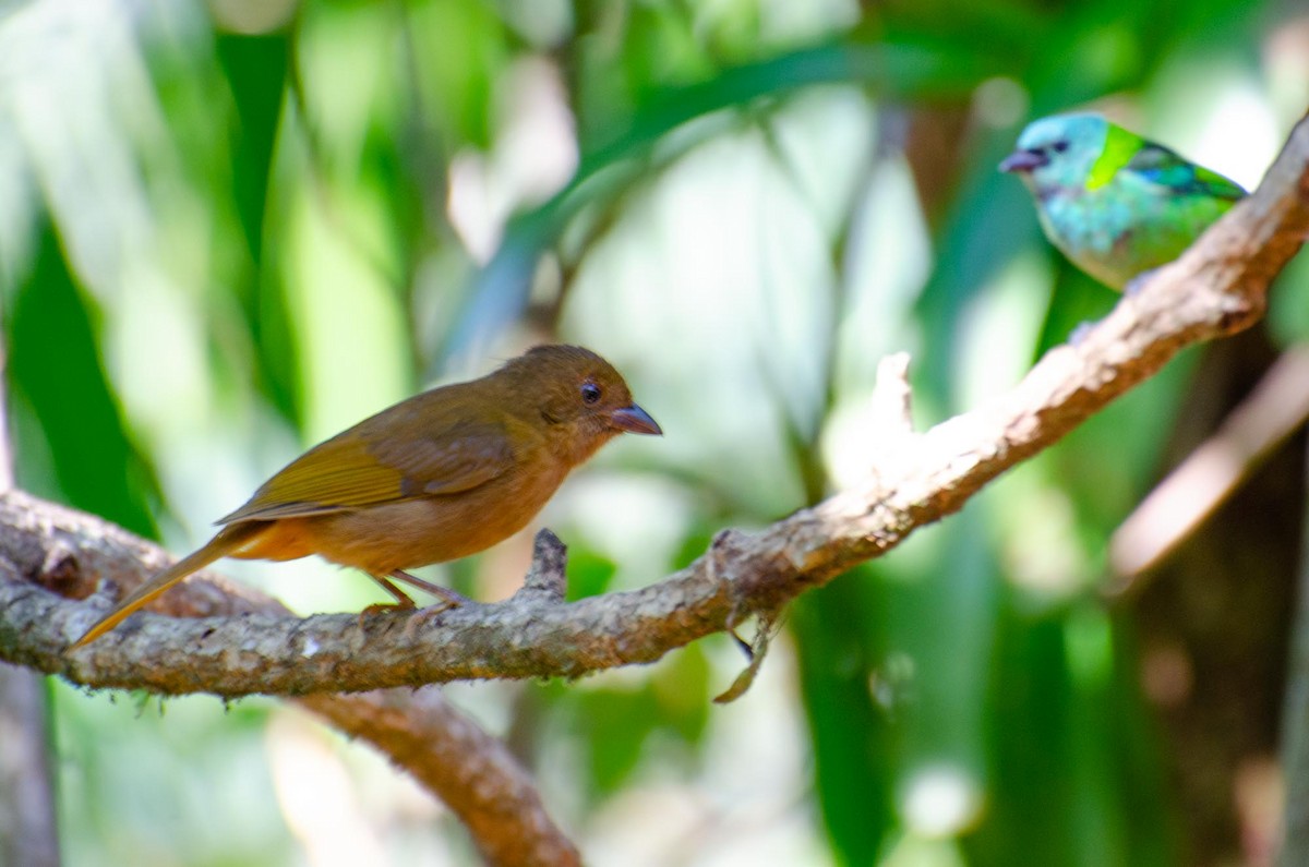 Ruby-crowned Tanager - ML391246321