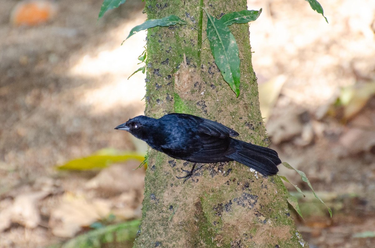 Ruby-crowned Tanager - ML391246331