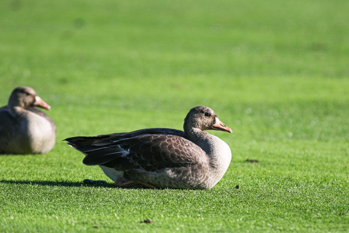 Greater White-fronted Goose - Marie O'Shaughnessy