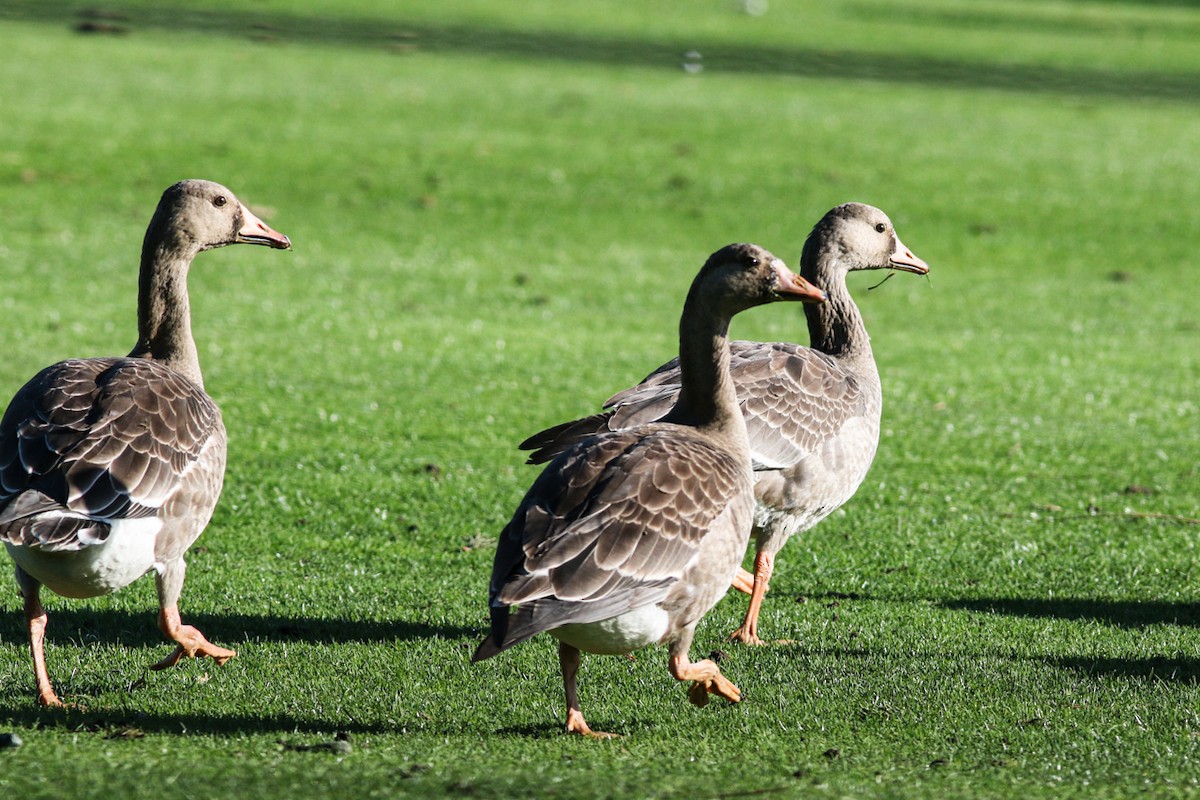 Greater White-fronted Goose - Marie O'Shaughnessy