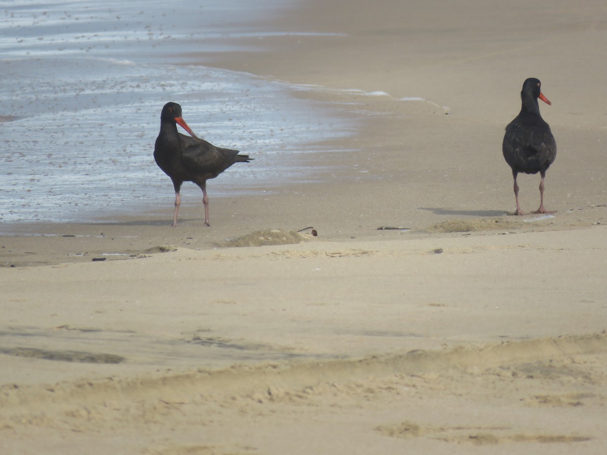 African Oystercatcher - ML39124651