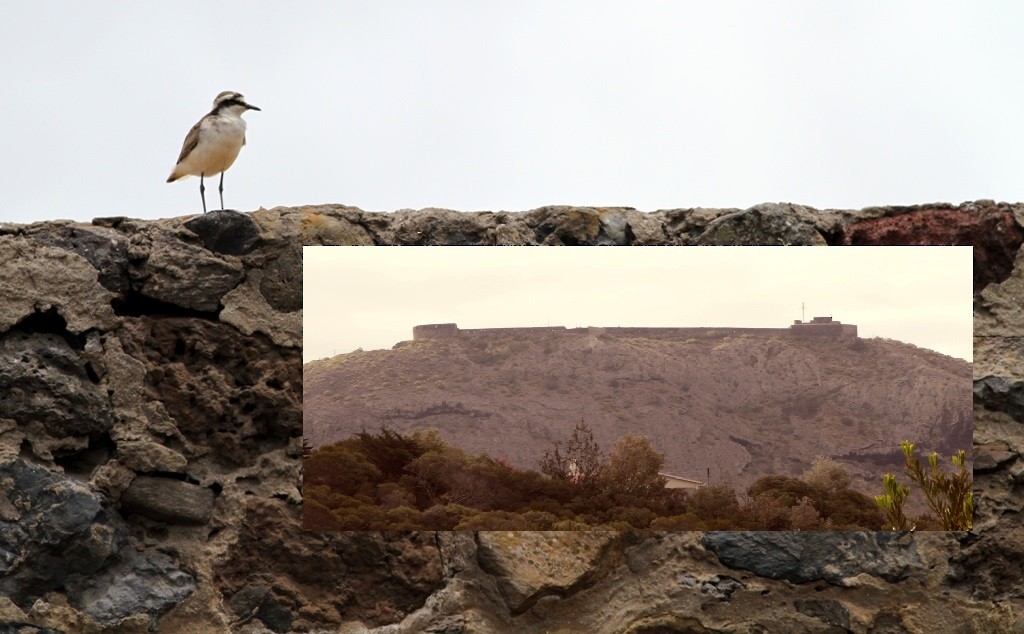 St. Helena Plover - ML391248091