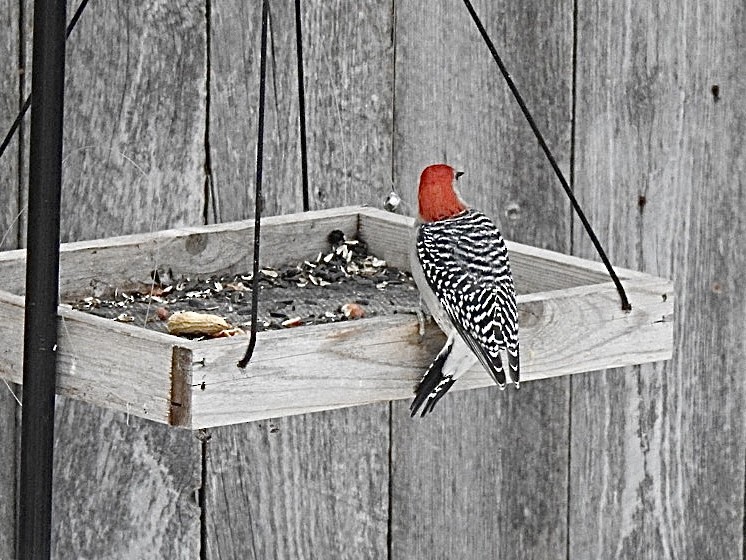 Red-bellied Woodpecker - Sharlane Toole