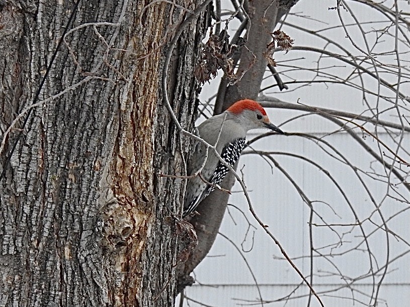 Red-bellied Woodpecker - ML391249771