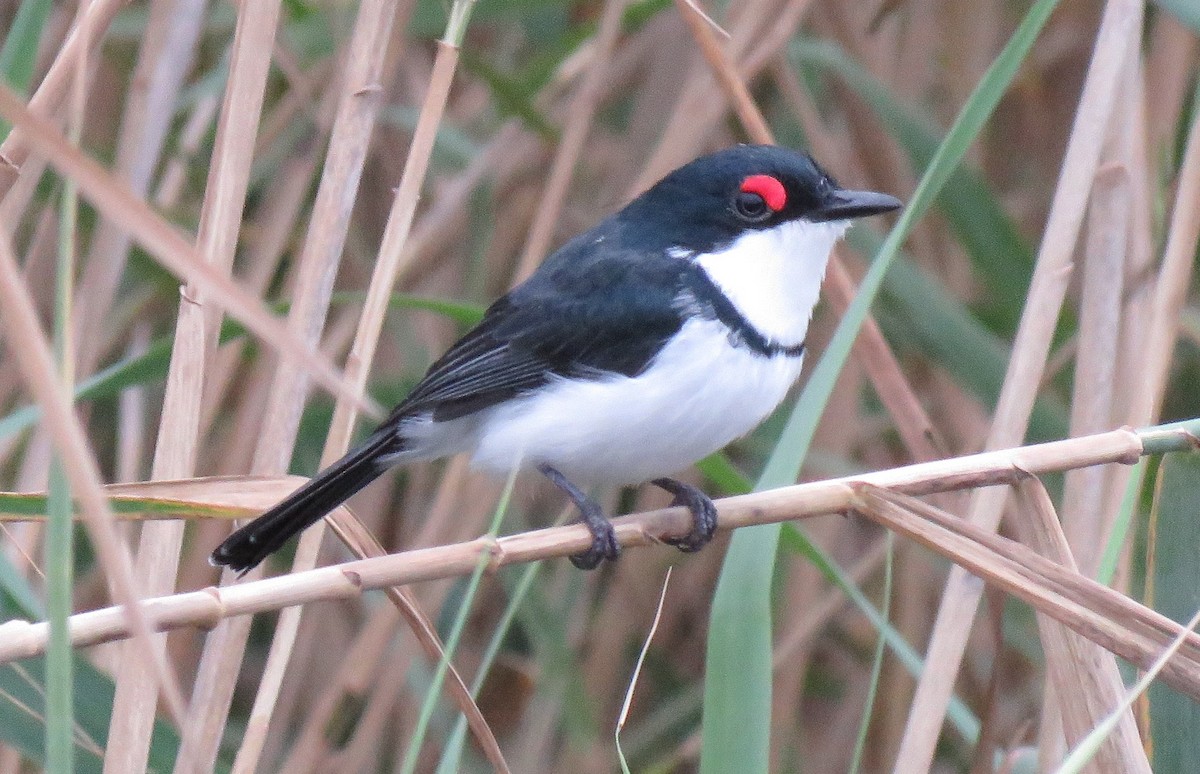 Black-throated Wattle-eye - Brad Arthur