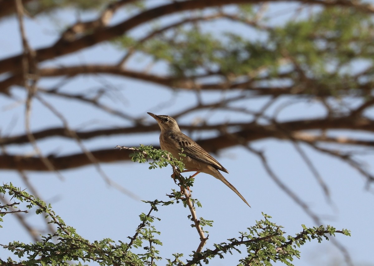 Long-billed Pipit - ML391252391