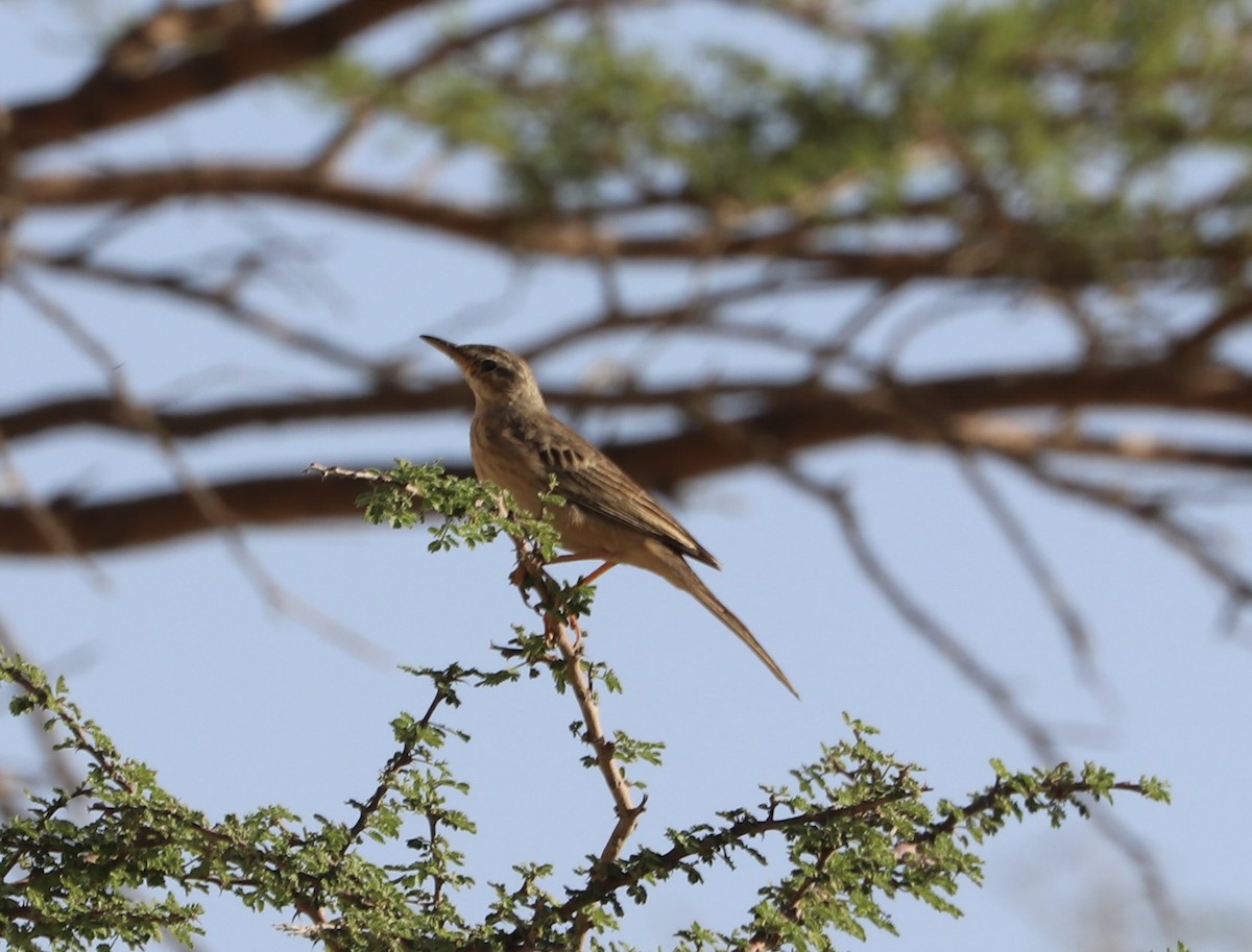 Long-billed Pipit - ML391252401