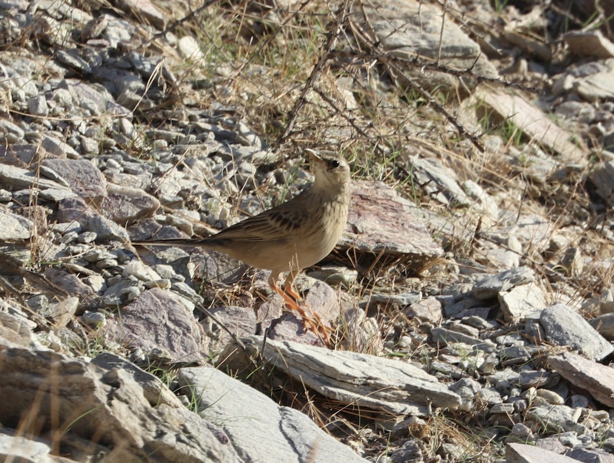 Long-billed Pipit - ML391252411