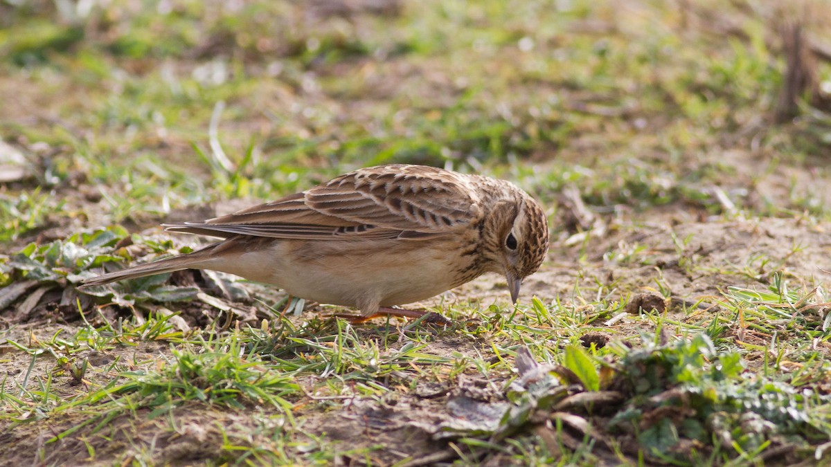 Eurasian Skylark - Rodney Baker