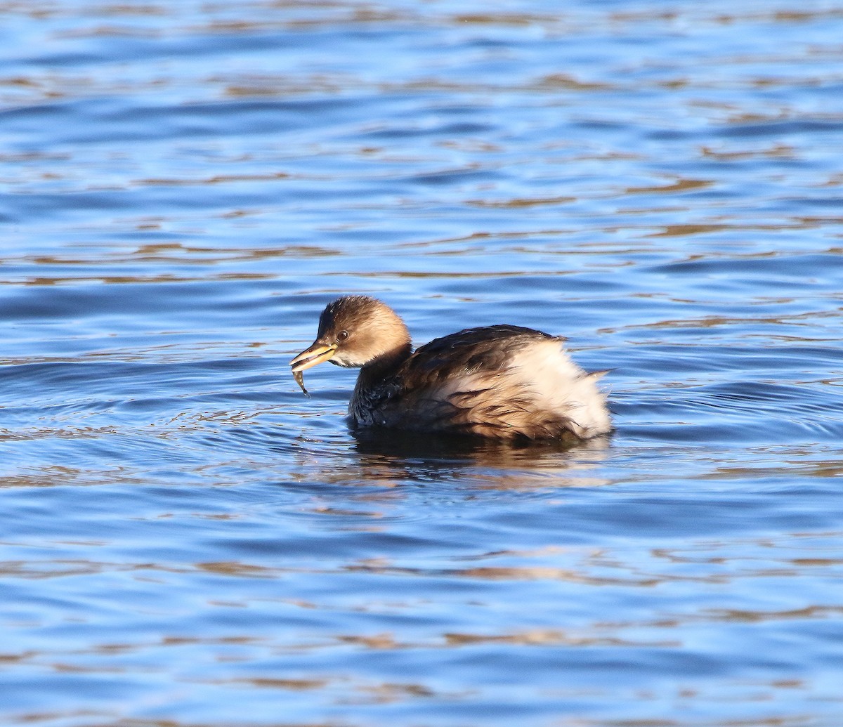 Little Grebe - ML391252931