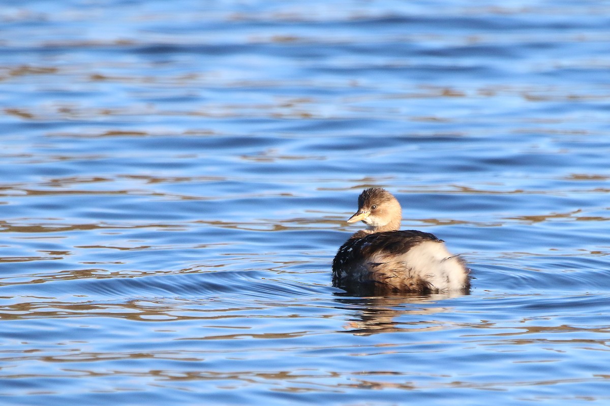 Little Grebe - ML391252991