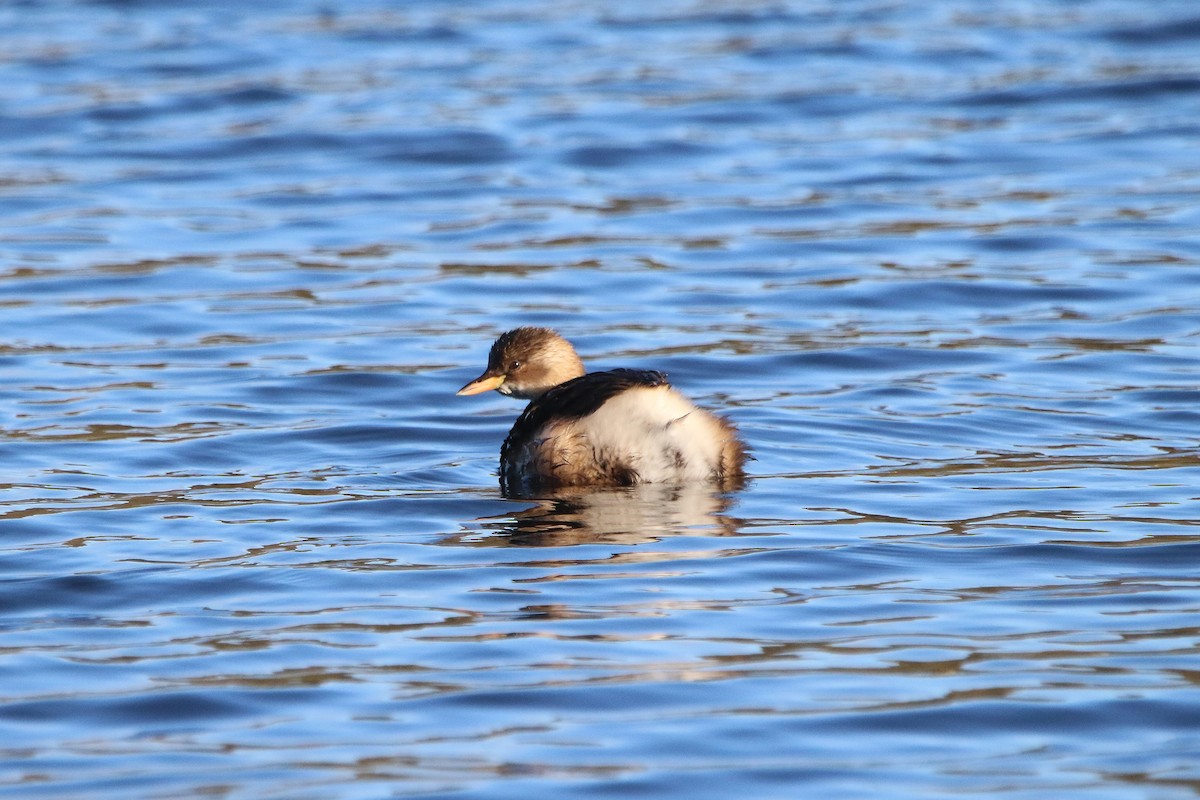 Little Grebe - ML391253101