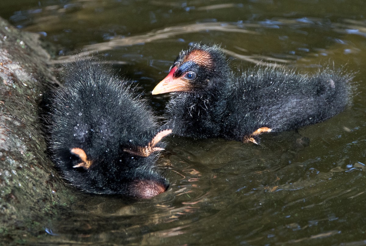 Dusky Moorhen - ML391254221