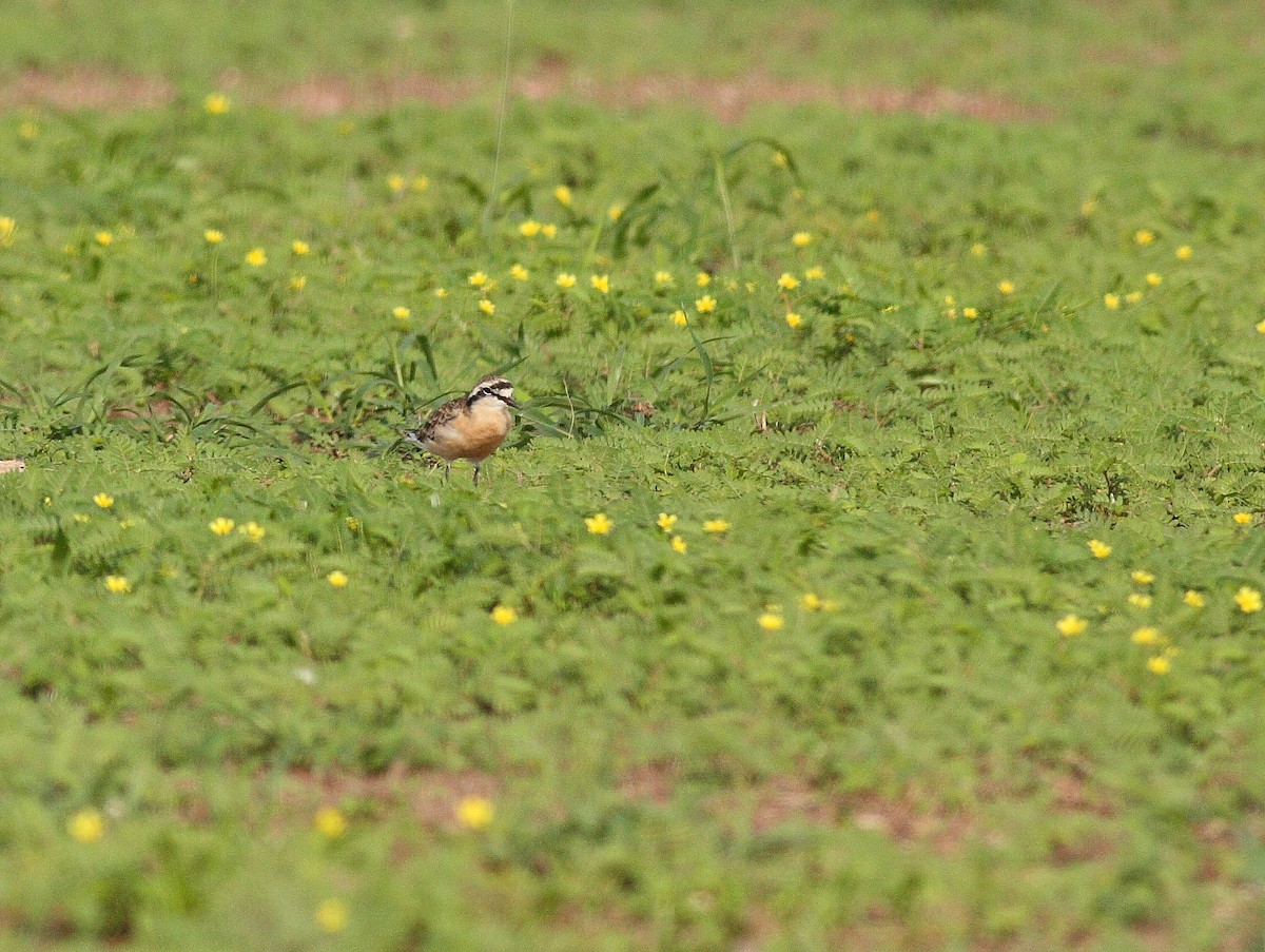 Kittlitz's Plover - ML391254541