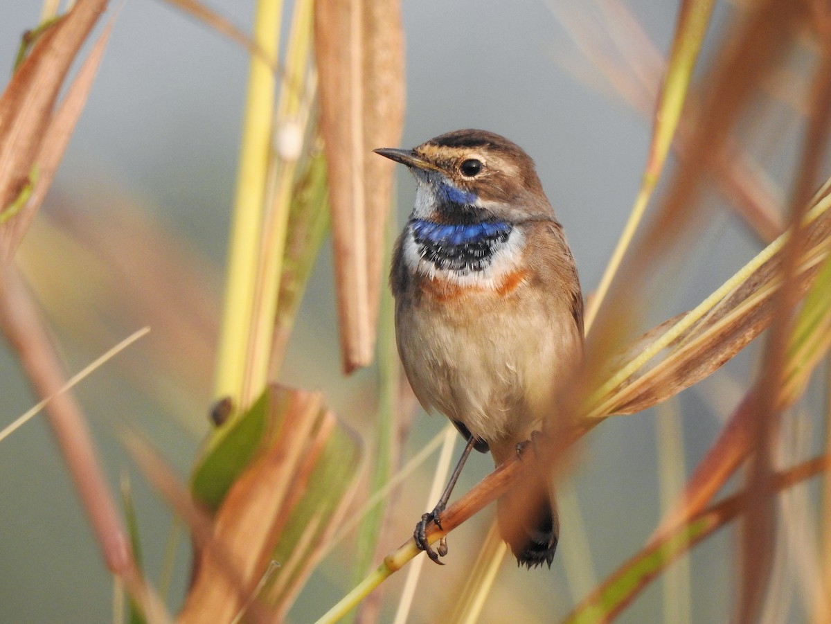 Bluethroat - ML391255871