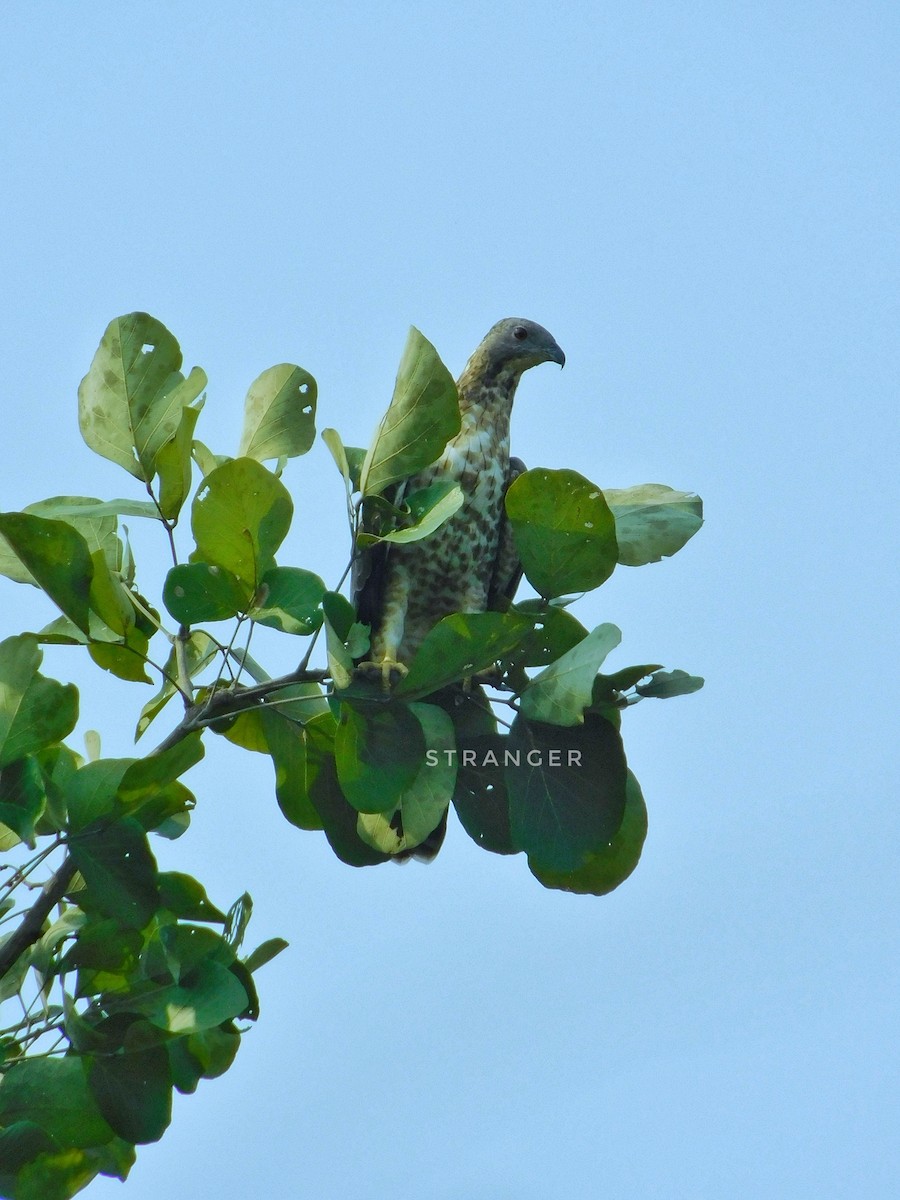 Oriental Honey-buzzard - ML391256141