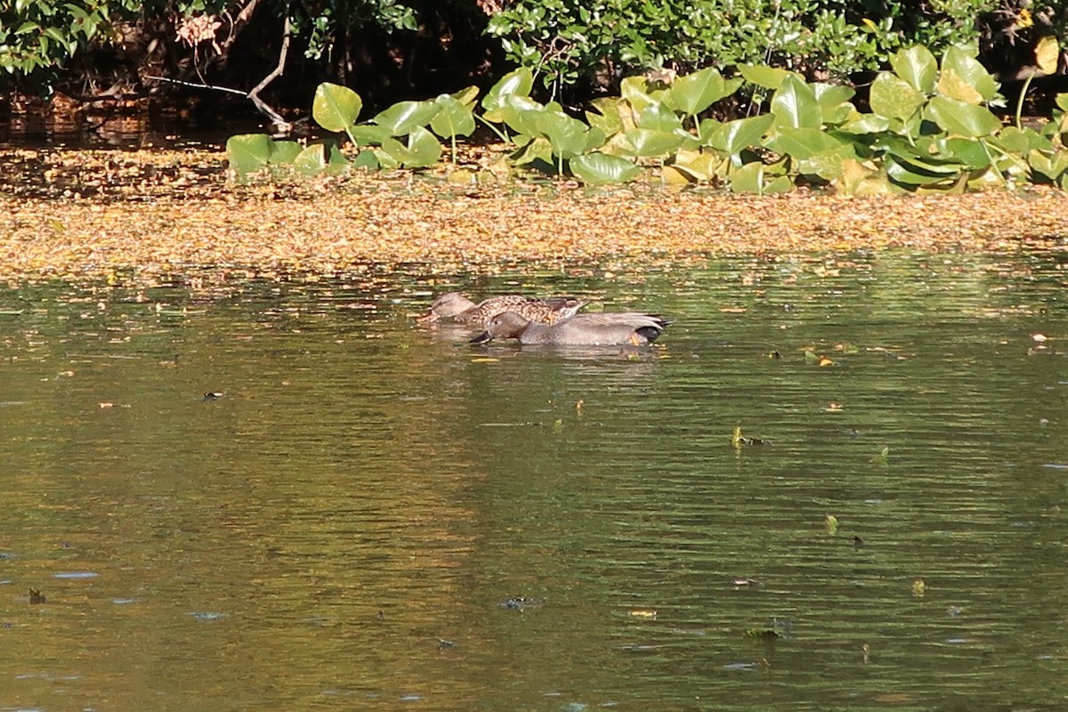 Gadwall - ML391258781