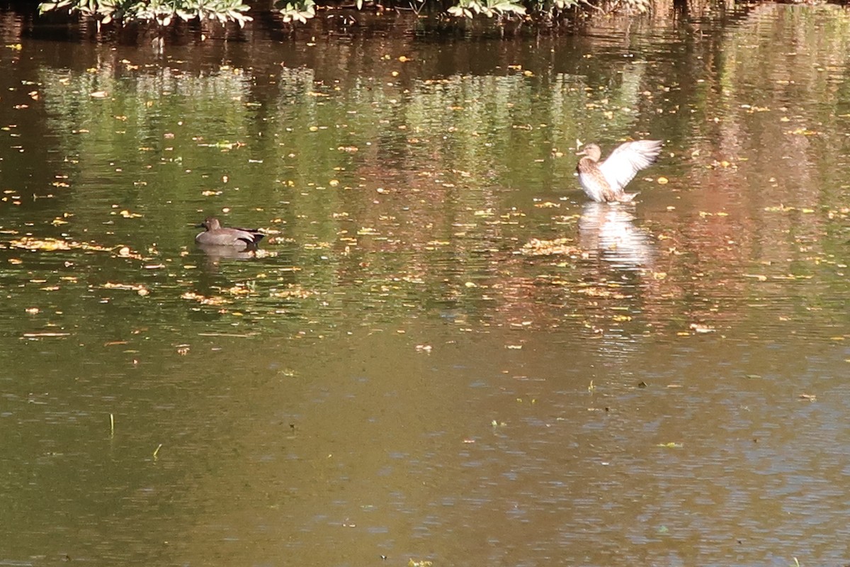 Gadwall - ML391258811