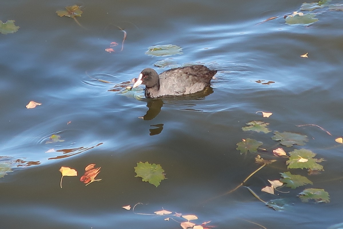 Eurasian Coot - ML391259091