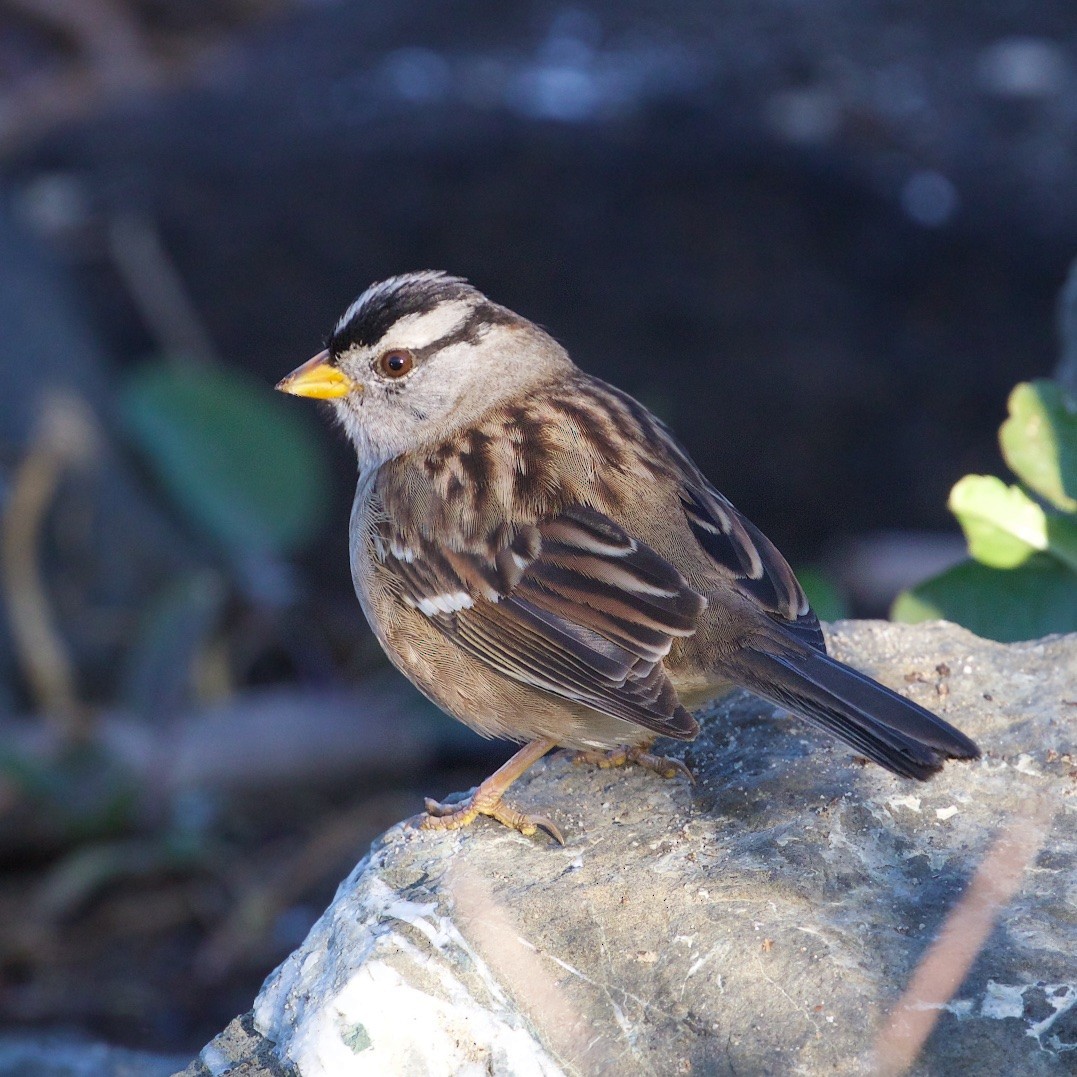 White-crowned Sparrow - ML391259101
