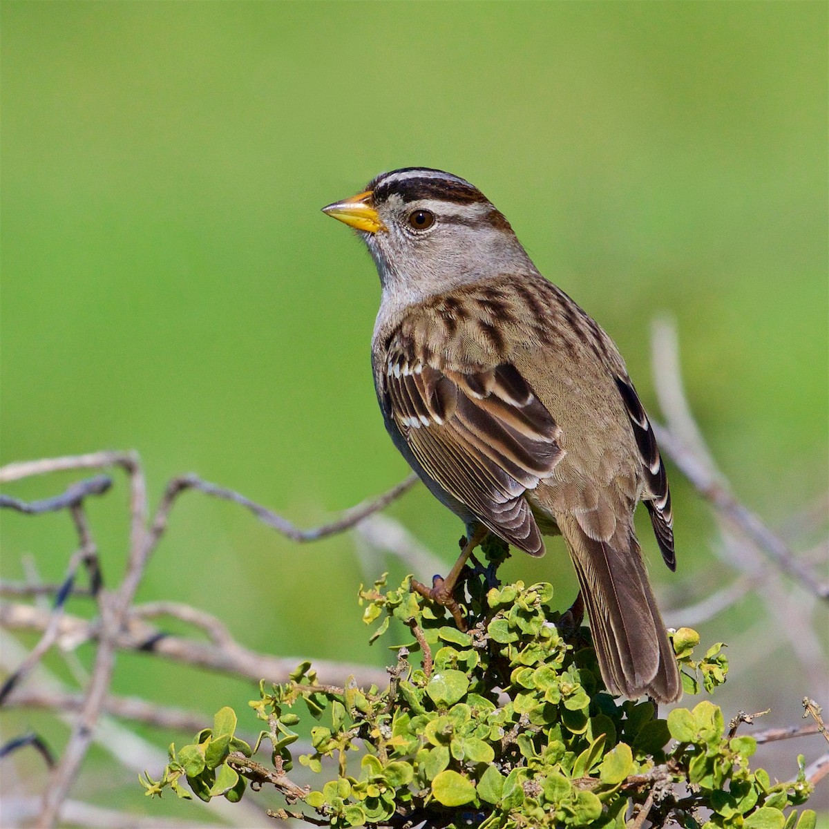 White-crowned Sparrow - ML391259111